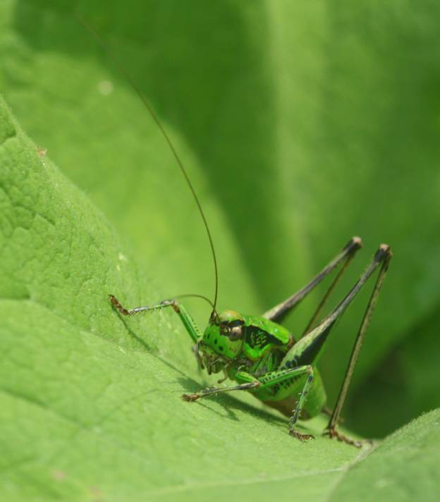 Anonconotus? No, Eupholidoptera cfr. magnifica, femmina